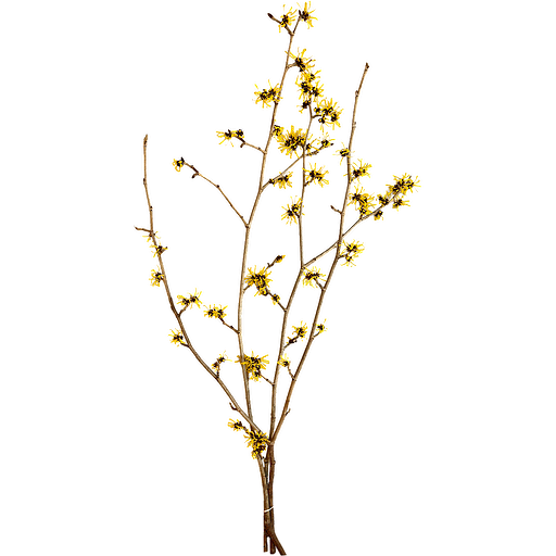 Fresh Greens Plumosa Fern