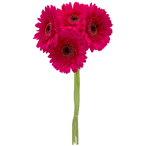 Gerbera Daisy
