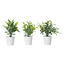 Faux Plants 3 Pk 5.5 In