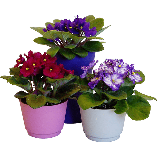 Deals Purple Faux African Violet