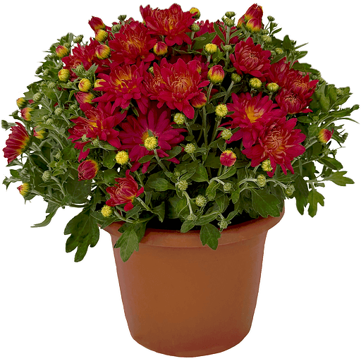 Northwest Grown Fall Deco Garden Mum