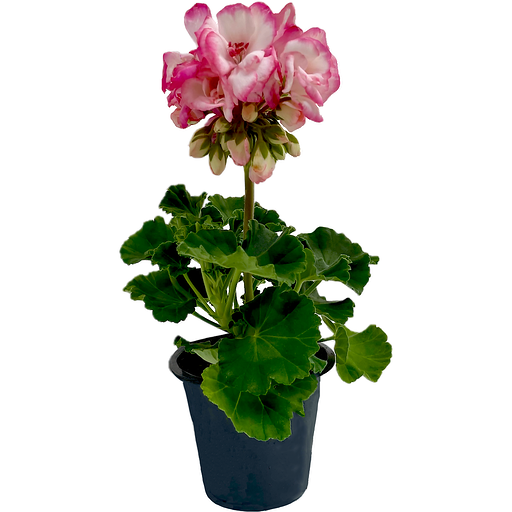 Northwest Grown Geraniums